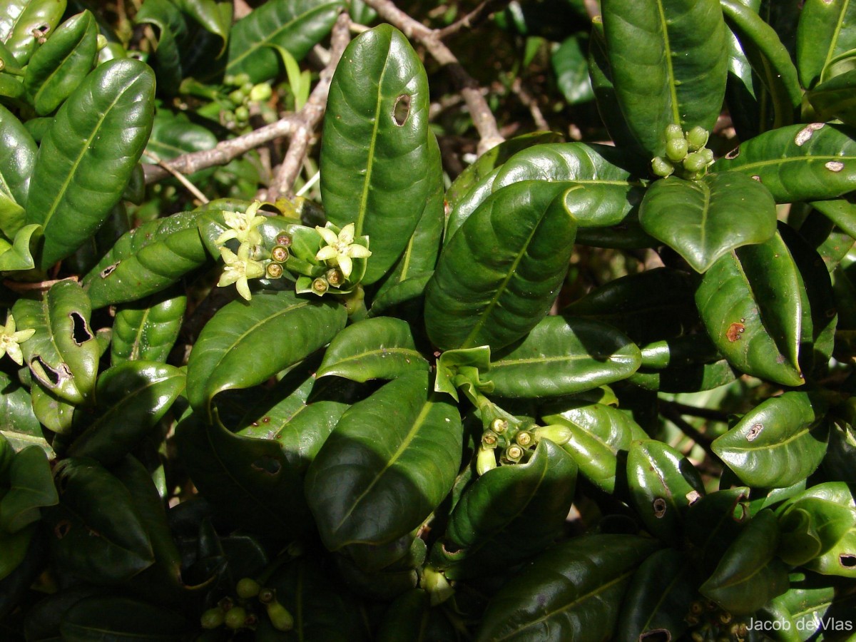 Psychotria zeylanica Sohmer